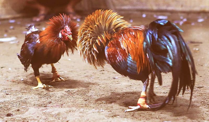 Khái niệm đá gà trực tuyến