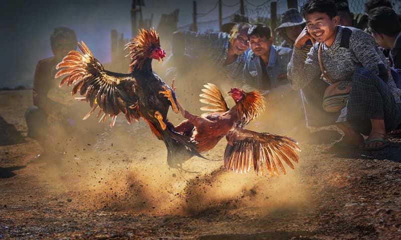 Cách chơi đá gà trực tuyến